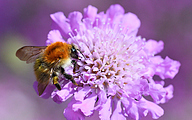 01 Common Carder Bee (Bombus pascuorum)